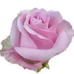 Pink Avalanche Roses d'Equateur Ethiflora